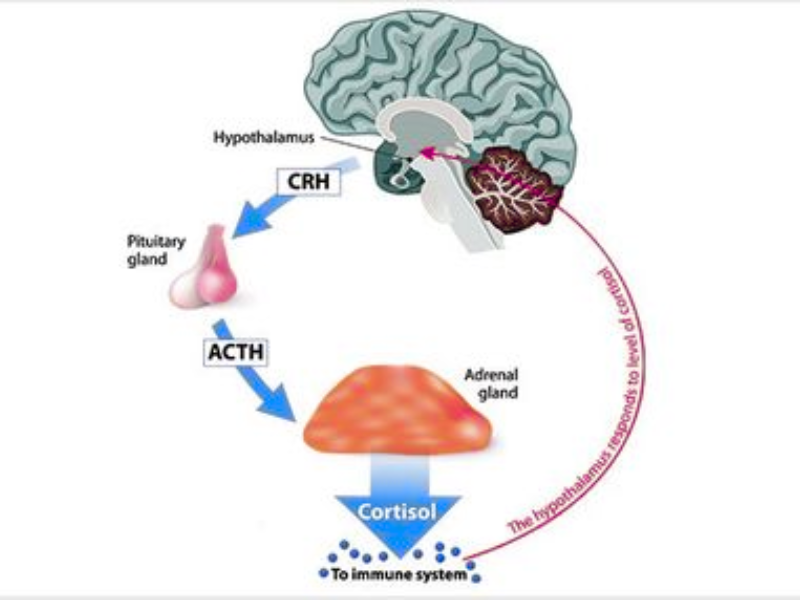 Cortisol hormone disrupting menstrual cycle and delaying menstruation